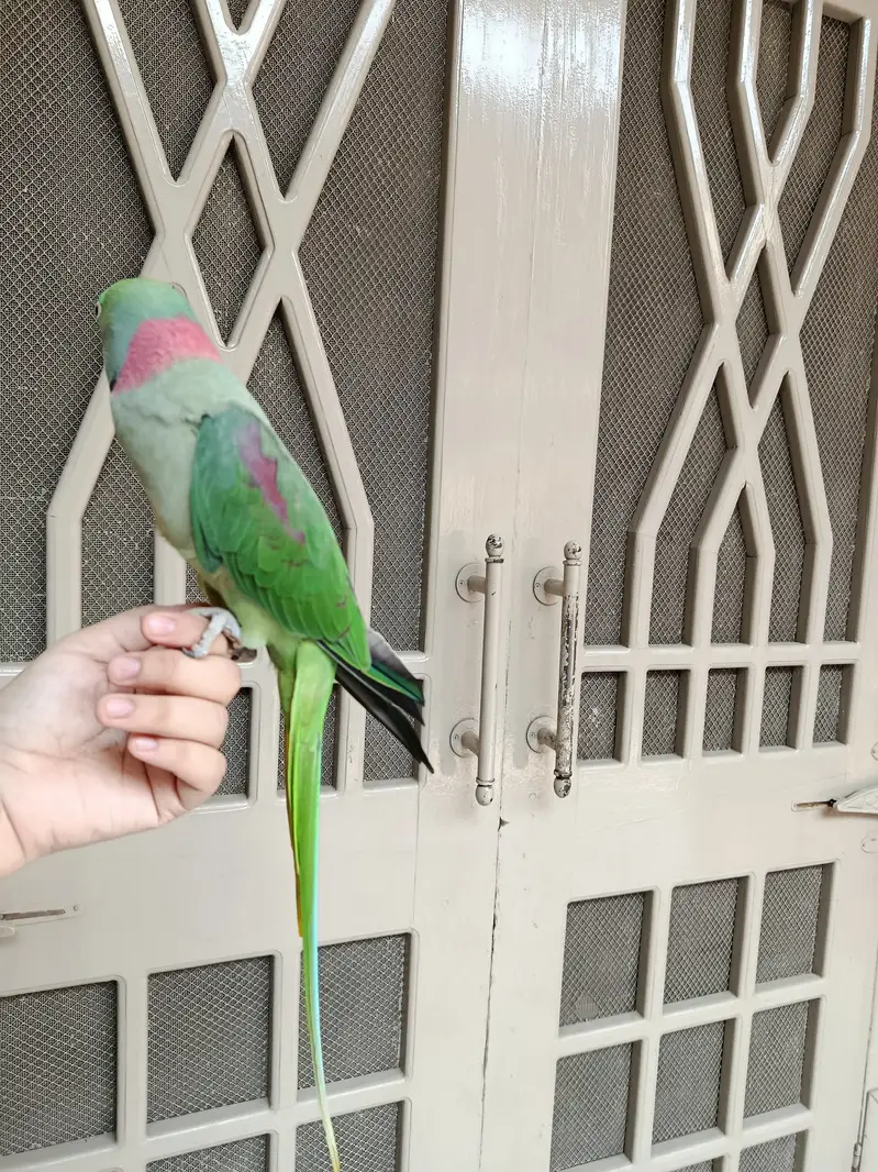 Fully hand tame — photo 3