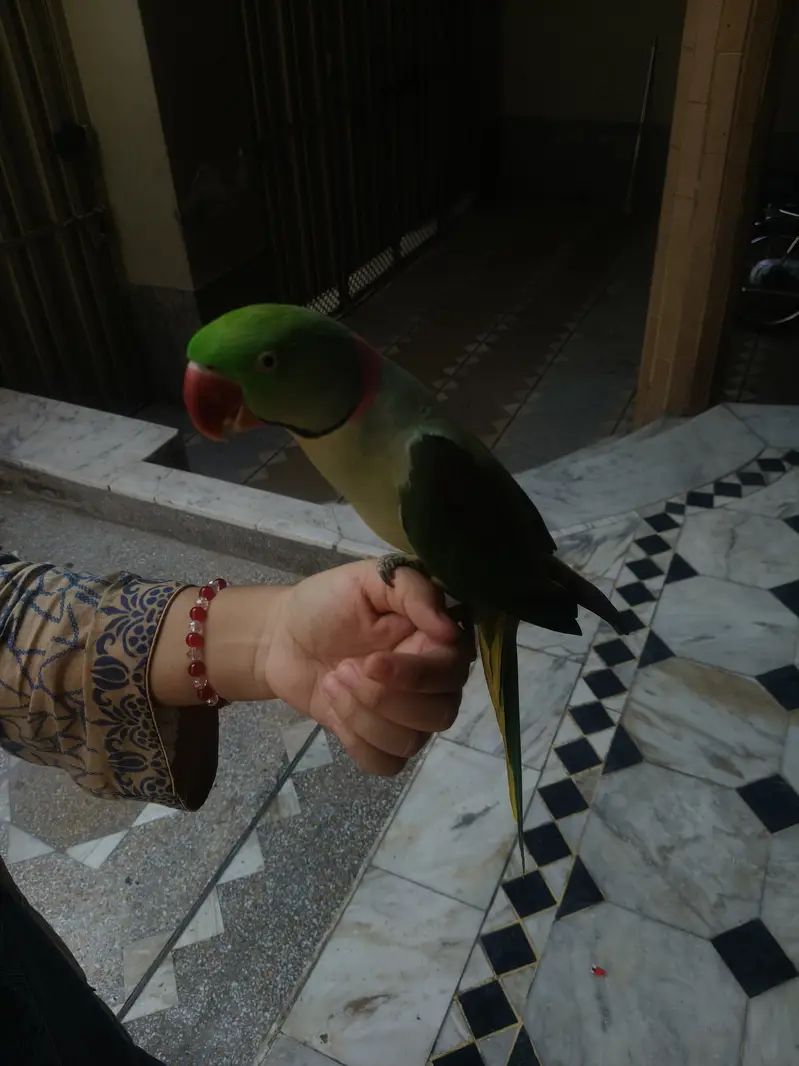 Fully hand tame — photo 4