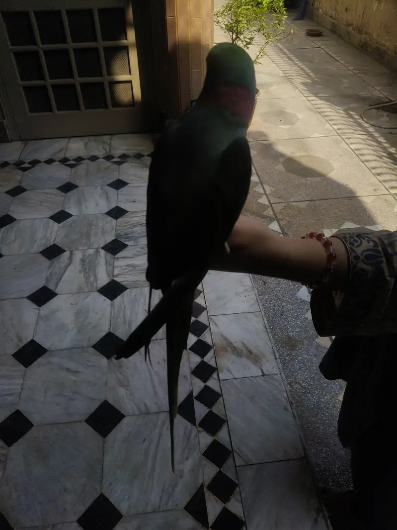 Fully hand tame — photo 6