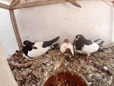 black khal breeder pair with one chick