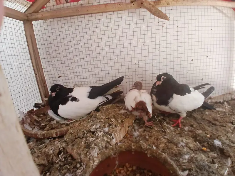 black khal breeder pair with one chick — photo 4