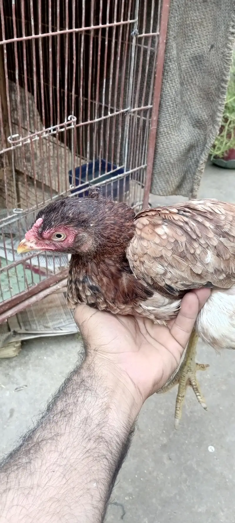 aseel pair — photo 3