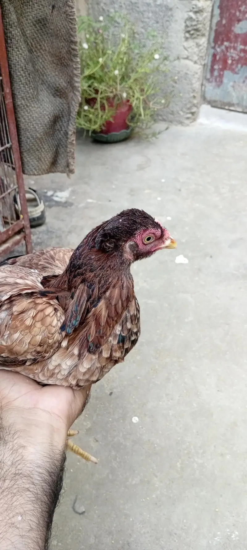 aseel pair — photo 5