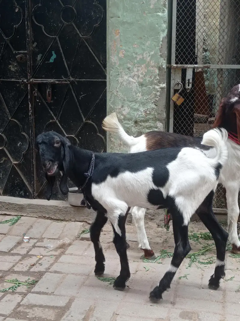 Munda Black & White