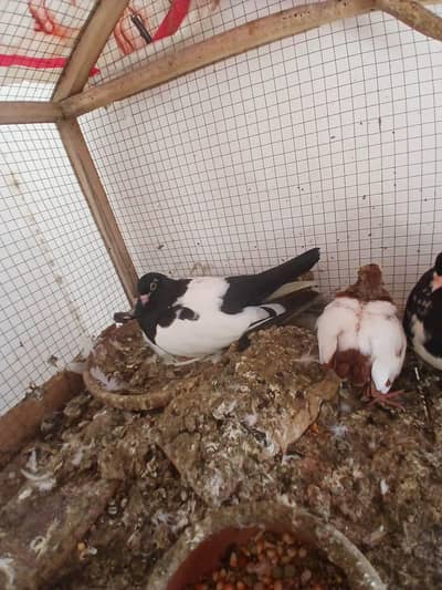 black khal breeder pair with one chick