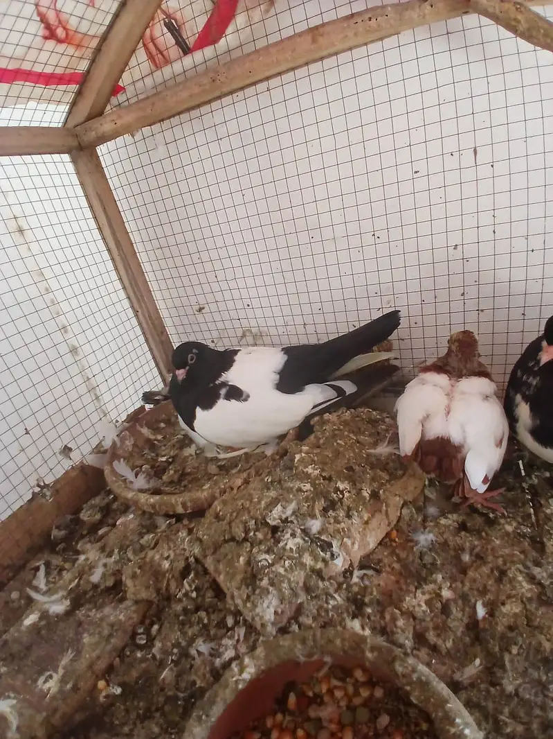 black khal breeder pair with one chick