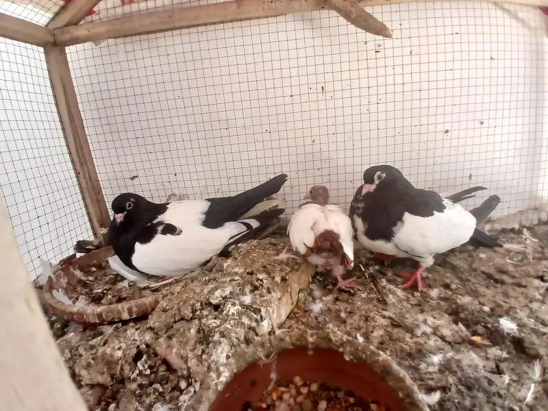 black khal breeder pair with one chick — photo 2