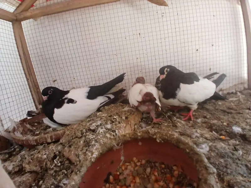 black khal breeder pair with one chick — photo 3