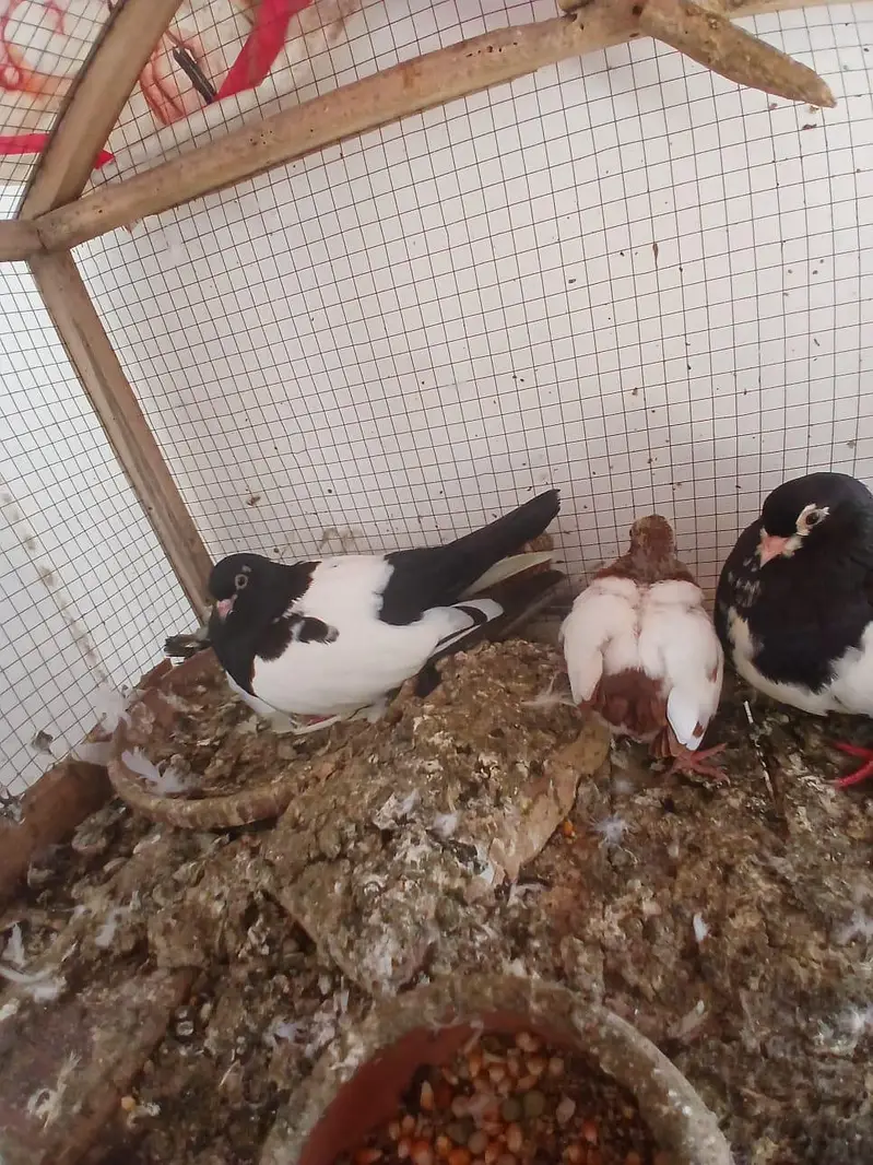 black khal breeder pair with one chick — photo 4