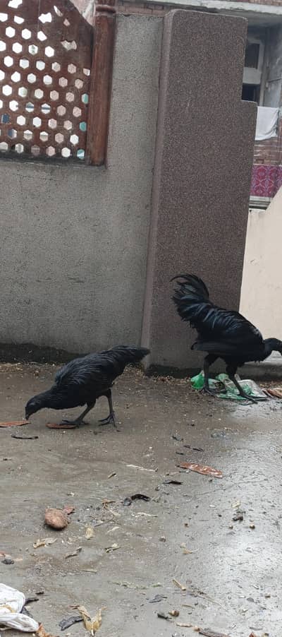 ayam cemani black forest hens chicken black dragon chicke n