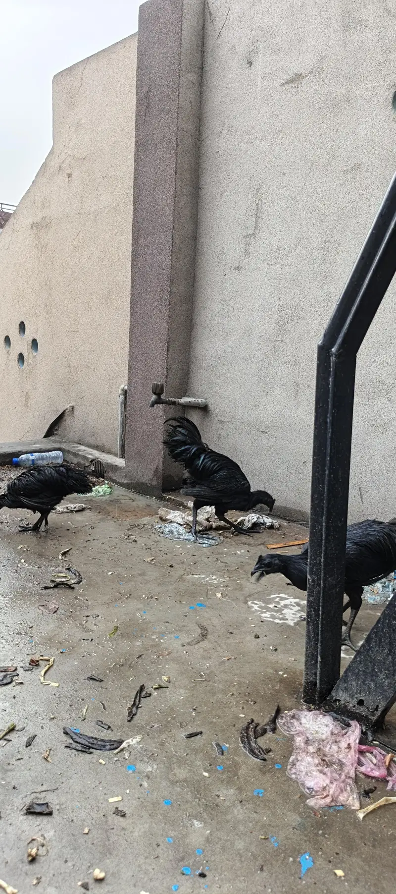 ayam cemani black forest hens chicken black dragon chicke n — photo 2