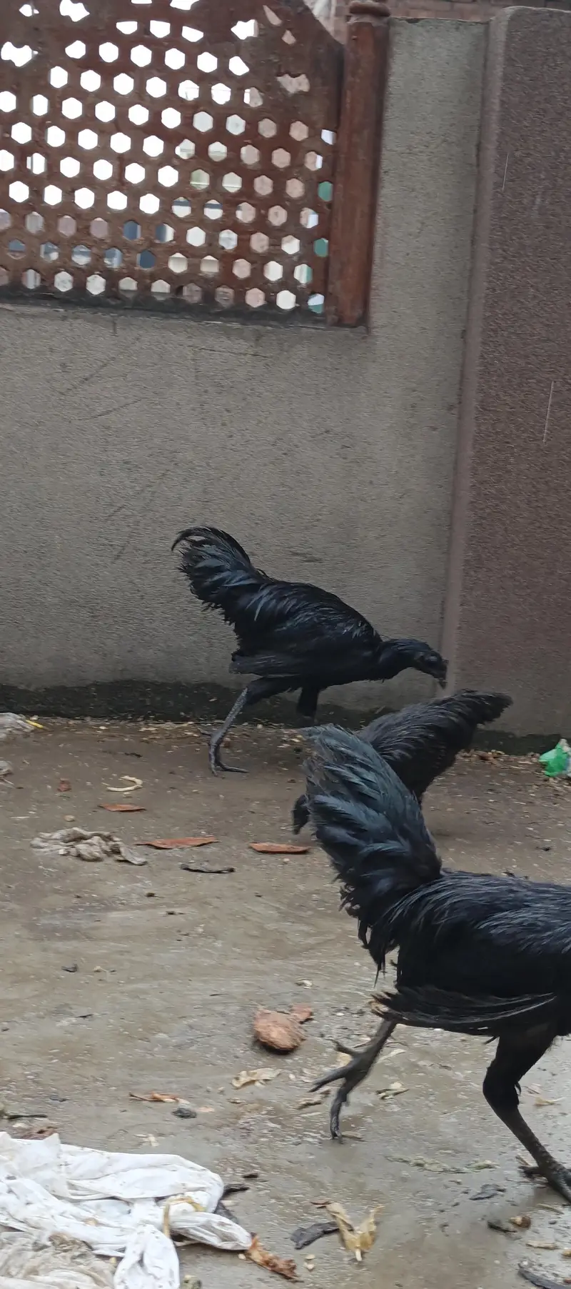 ayam cemani black forest hens chicken black dragon chicke n — photo 3