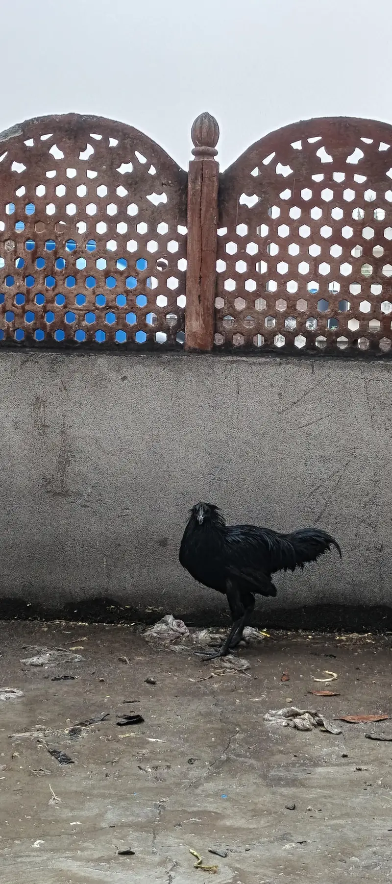 ayam cemani black forest hens chicken black dragon chicke n — photo 4