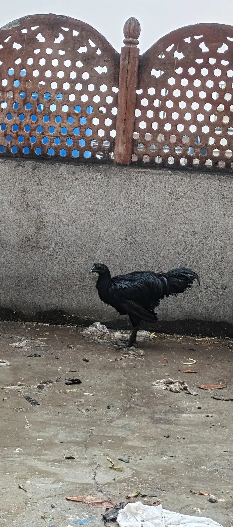 ayam cemani black forest hens chicken black dragon chicke n — photo 5