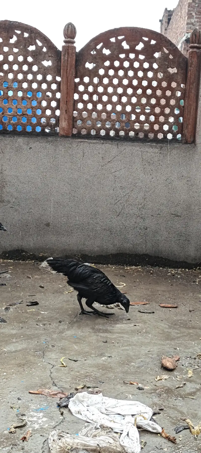 ayam cemani black forest hens chicken black dragon chicke n — photo 6