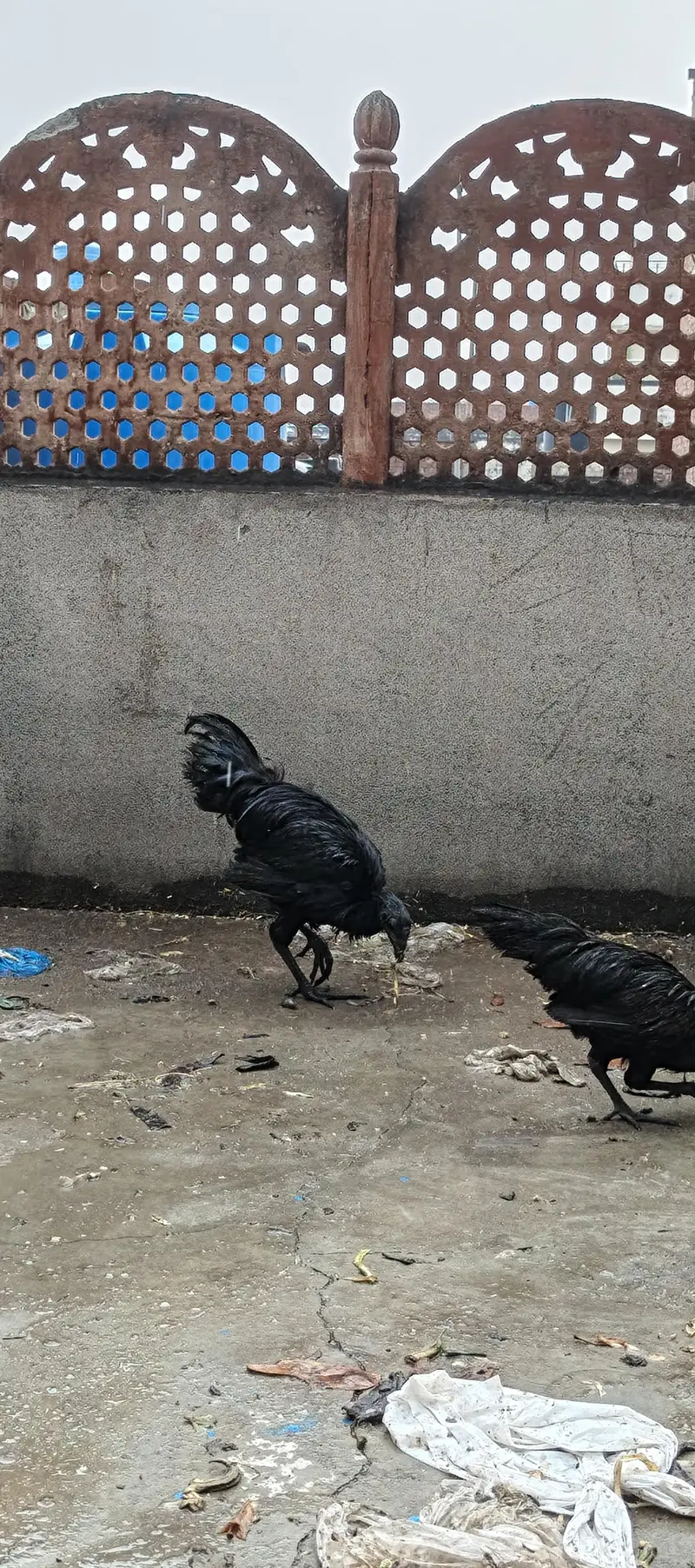 ayam cemani black forest hens chicken black dragon chicke n — photo 7