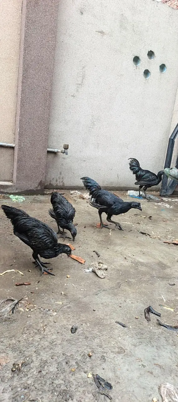 ayam cemani black forest hens chicken black dragon chicke n — photo 8