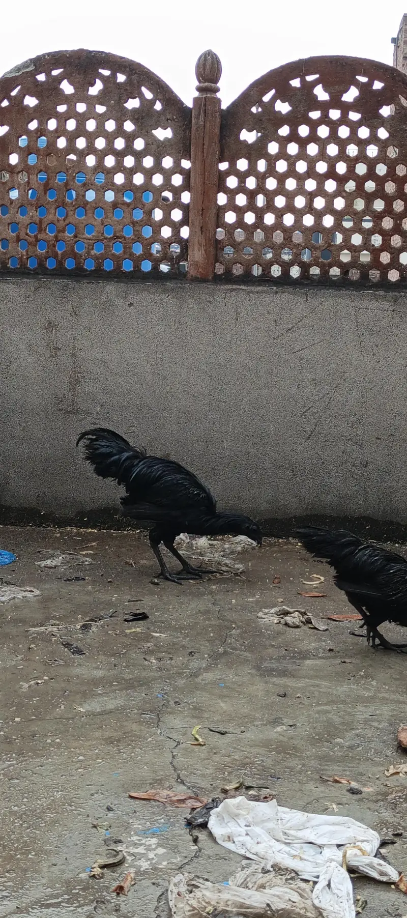 ayam cemani black forest hens chicken black dragon chicke n — photo 9