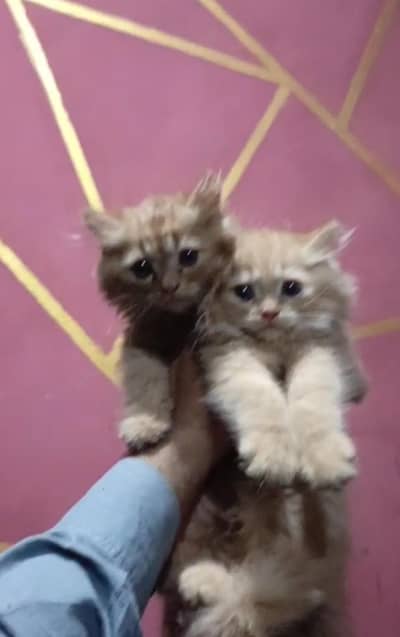 Persian kittens pair