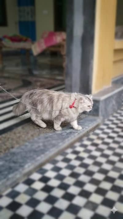 cat for sale