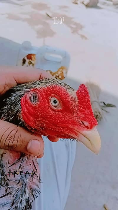 aseel mianwali jawa ,zero size peela ,muski, peli madi chicks