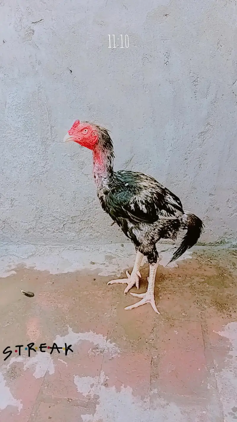 aseel mianwali jawa ,zero size peela ,muski, peli madi chicks — photo 2