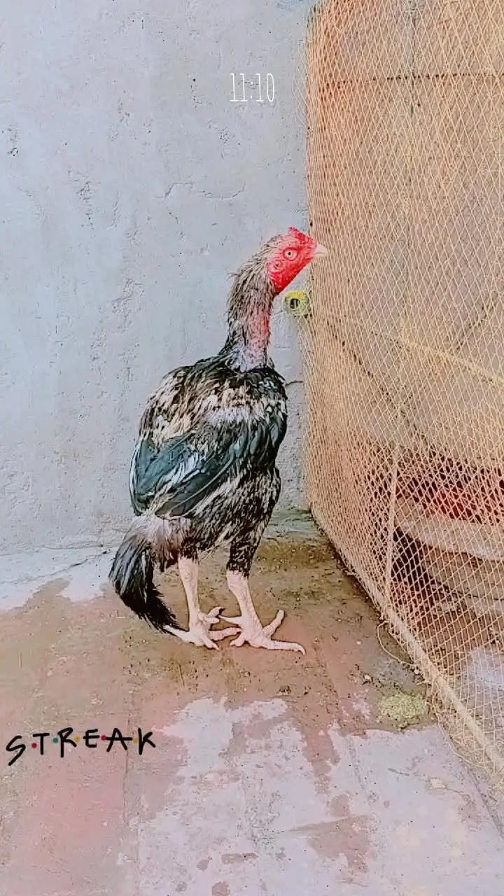 aseel mianwali jawa ,zero size peela ,muski, peli madi chicks — photo 3
