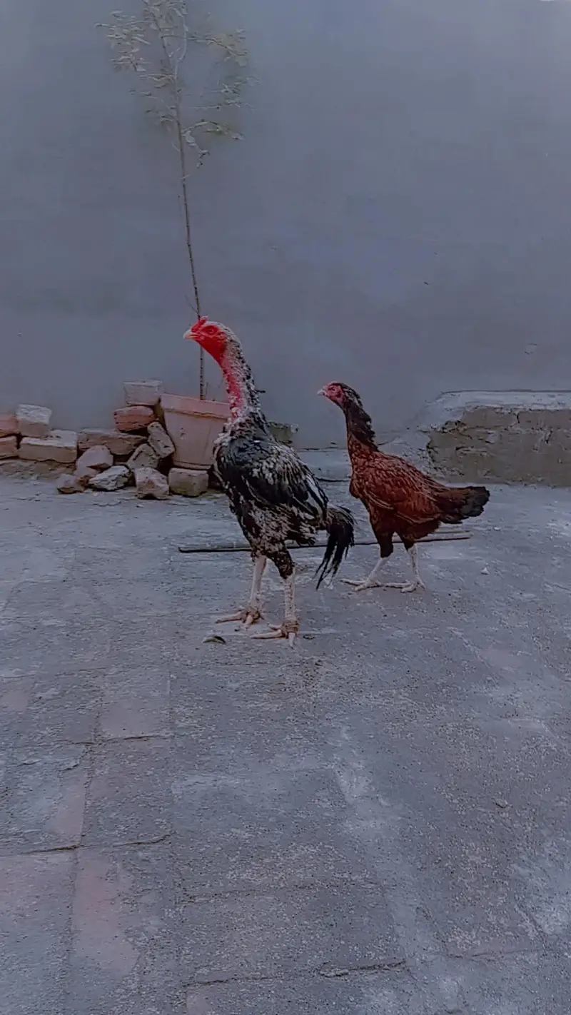 aseel mianwali jawa ,zero size peela ,muski, peli madi chicks — photo 4