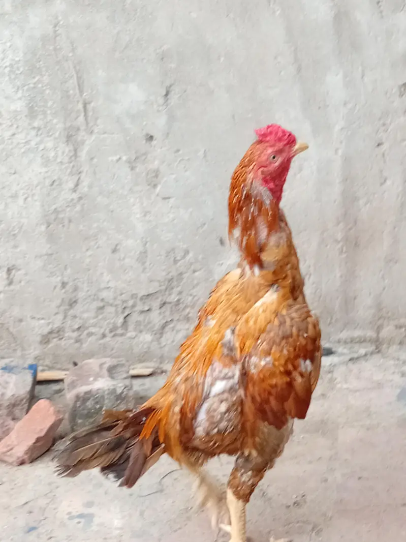 aseel mianwali jawa ,zero size peela ,muski, peli madi chicks — photo 5