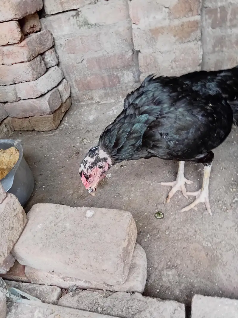 aseel mianwali jawa ,zero size peela ,muski, peli madi chicks — photo 6