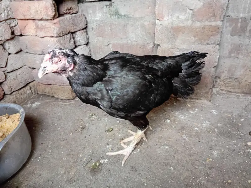 aseel mianwali jawa ,zero size peela ,muski, peli madi chicks — photo 7