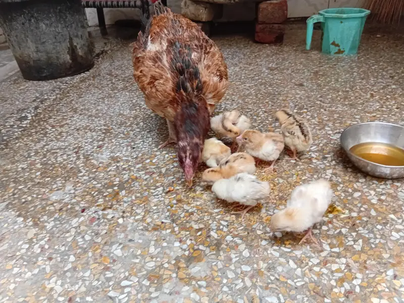 aseel mianwali jawa ,zero size peela ,muski, peli madi chicks — photo 8