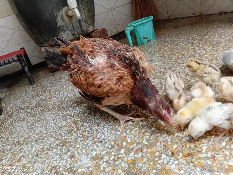 aseel mianwali jawa ,zero size peela ,muski, peli madi chicks — photo 9