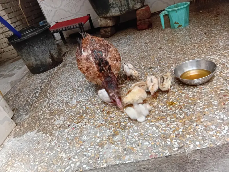 aseel mianwali jawa ,zero size peela ,muski, peli madi chicks — photo 10