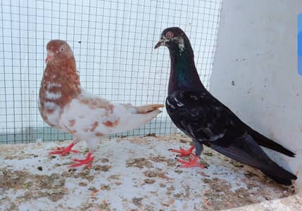 Male femal kabli for sale.