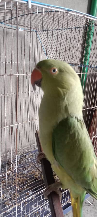 Hand tame ringneck female breader