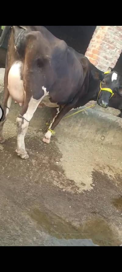 Pure Friesian cow for sale at Gujrat
