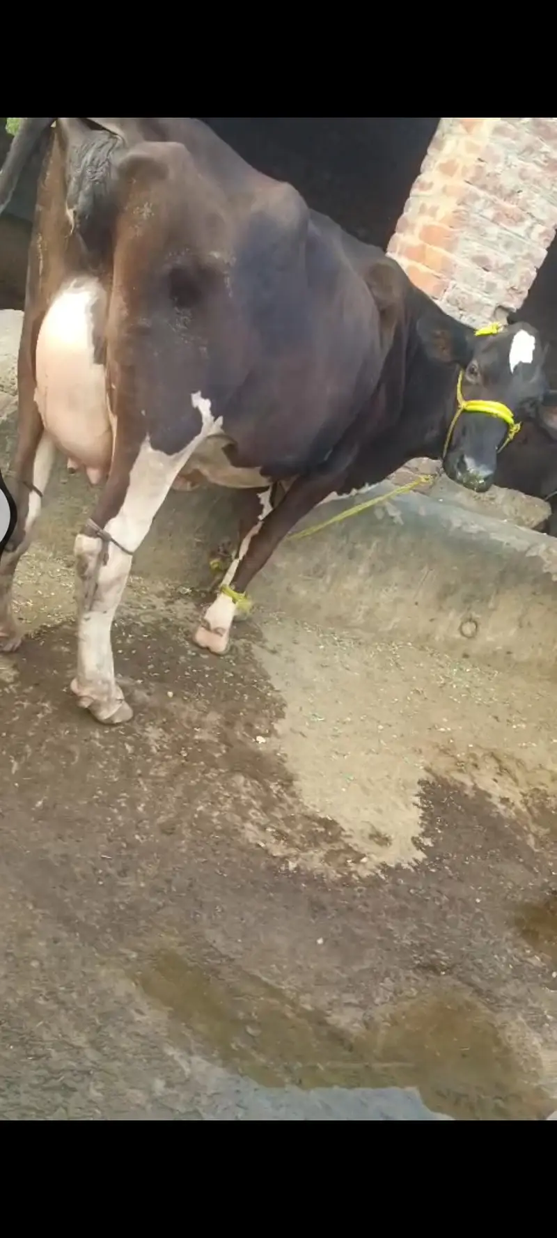 Pure Friesian cow for sale at Gujrat