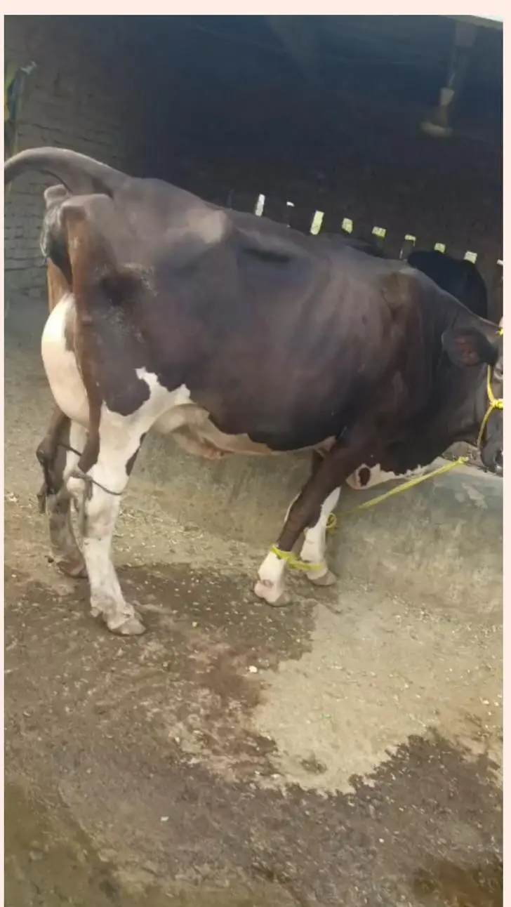 Pure Friesian cow for sale at Gujrat — photo 2