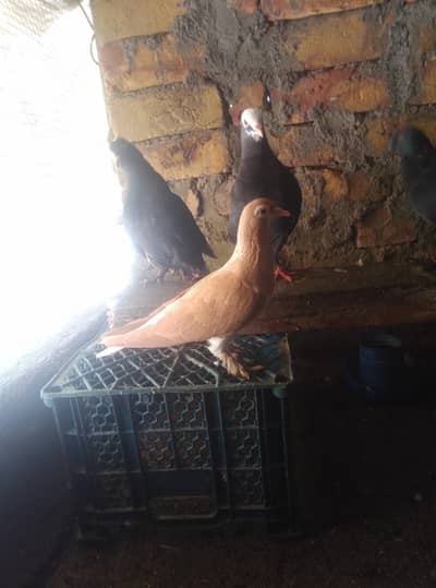 Healthy and active pigeon for sale