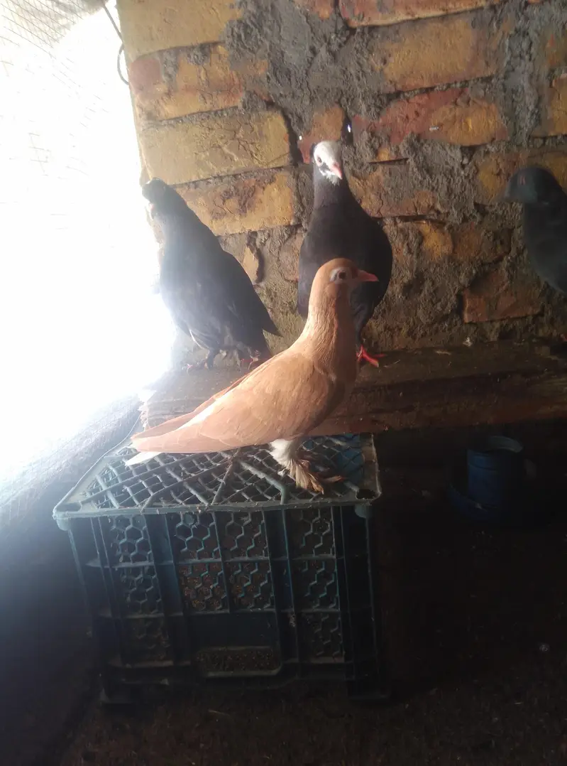 Healthy and active pigeon for sale