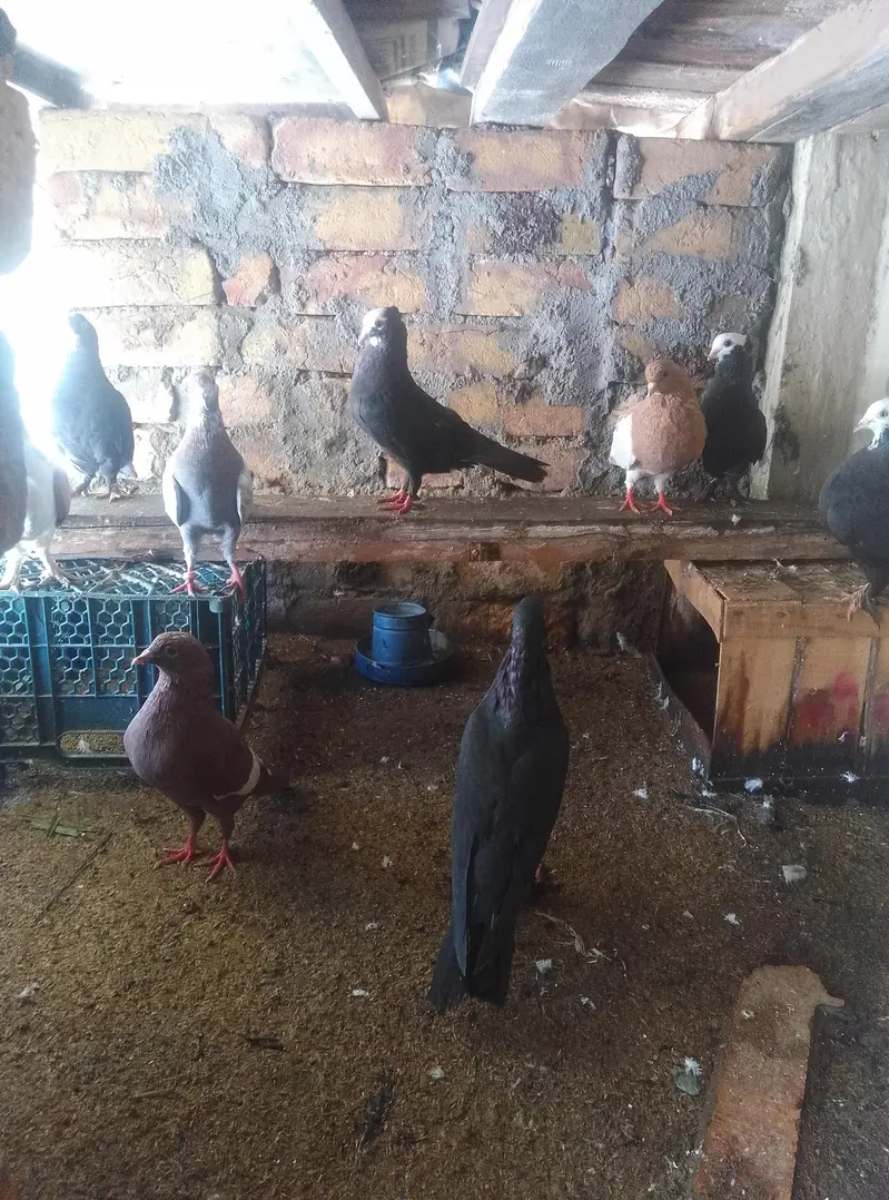 Healthy and active pigeon for sale — photo 2