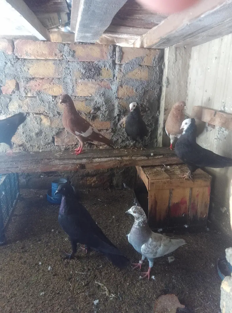 Healthy and active pigeon for sale — photo 3