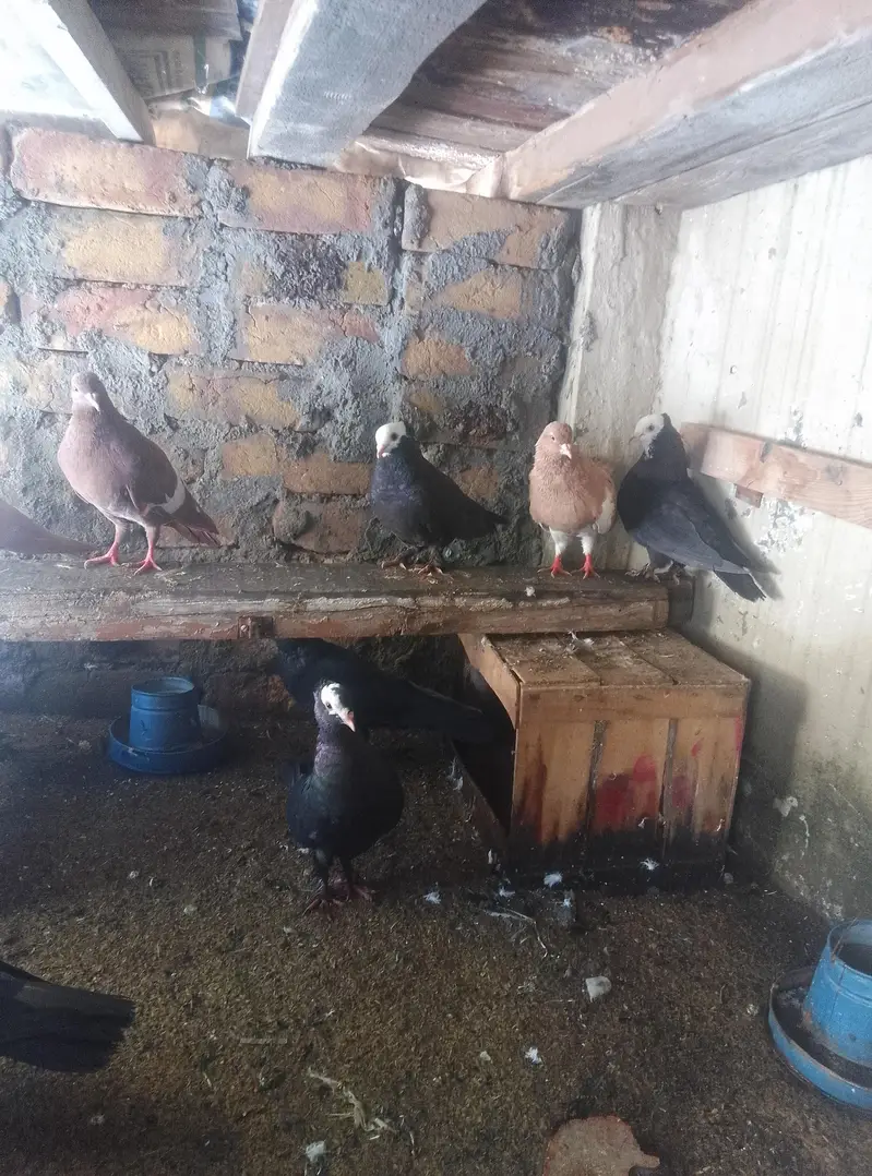 Healthy and active pigeon for sale — photo 4