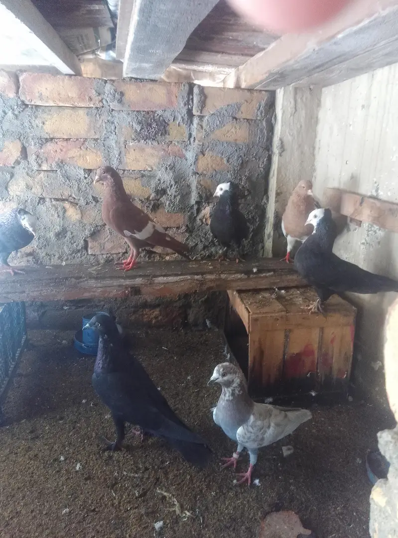 Healthy and active pigeon for sale — photo 5