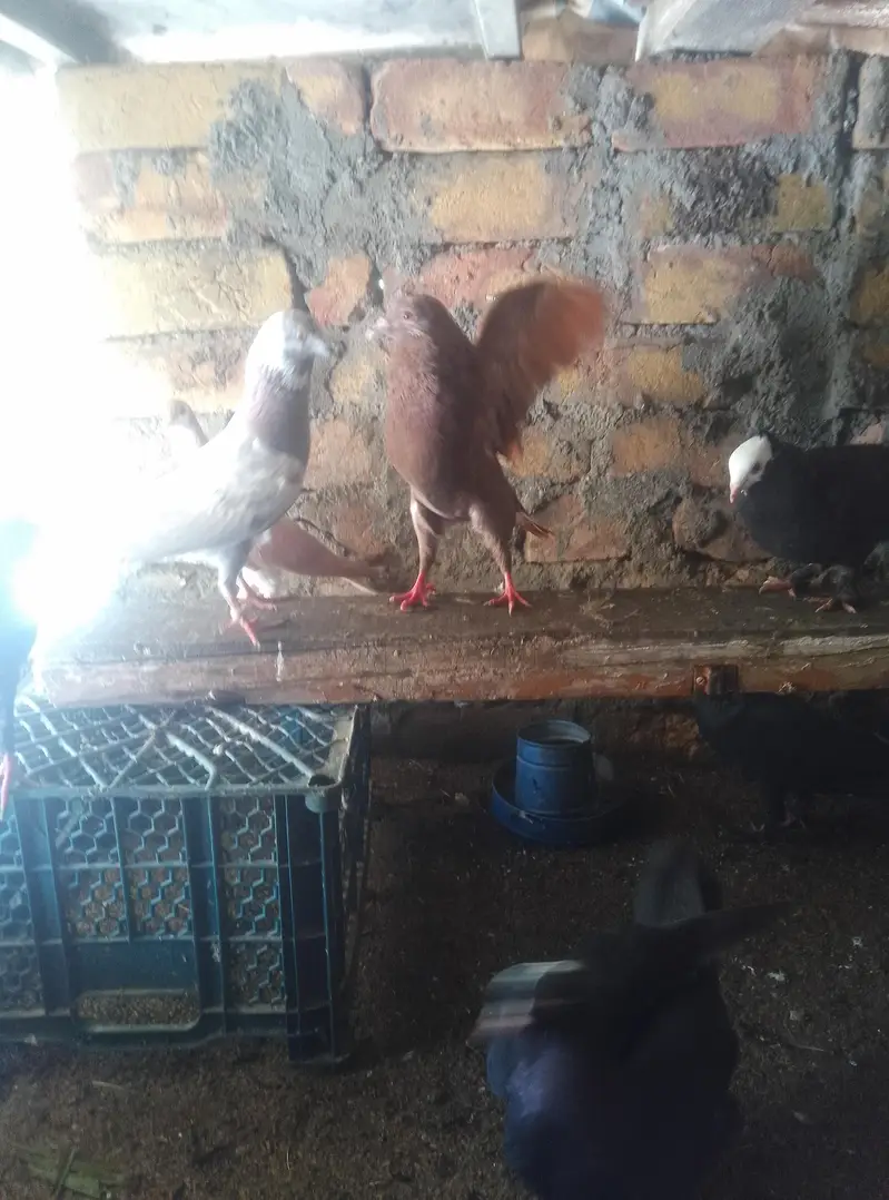 Healthy and active pigeon for sale — photo 6