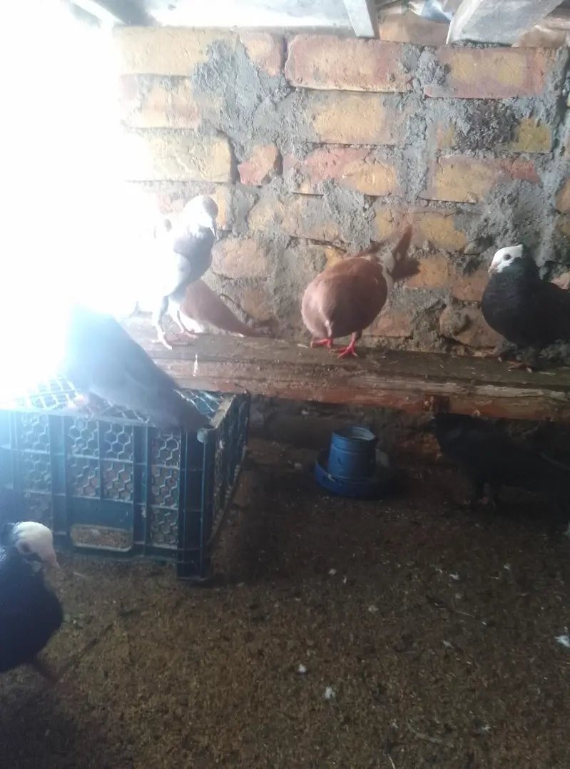 Healthy and active pigeon for sale — photo 7