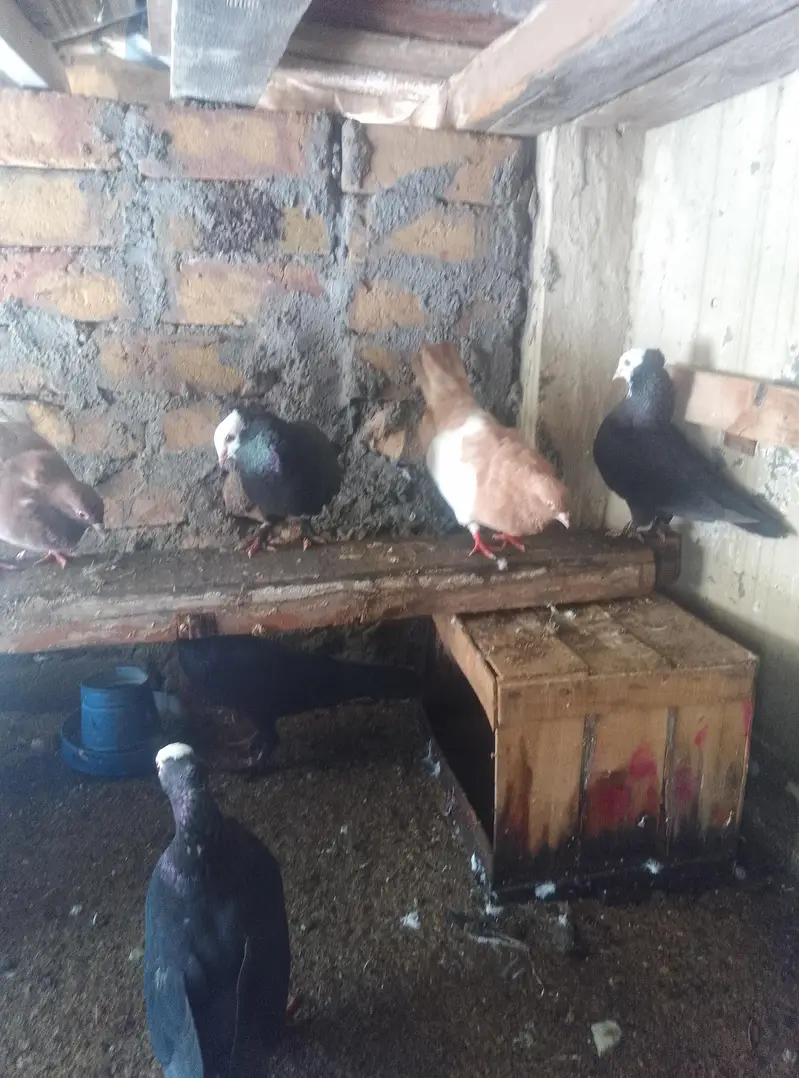 Healthy and active pigeon for sale — photo 8