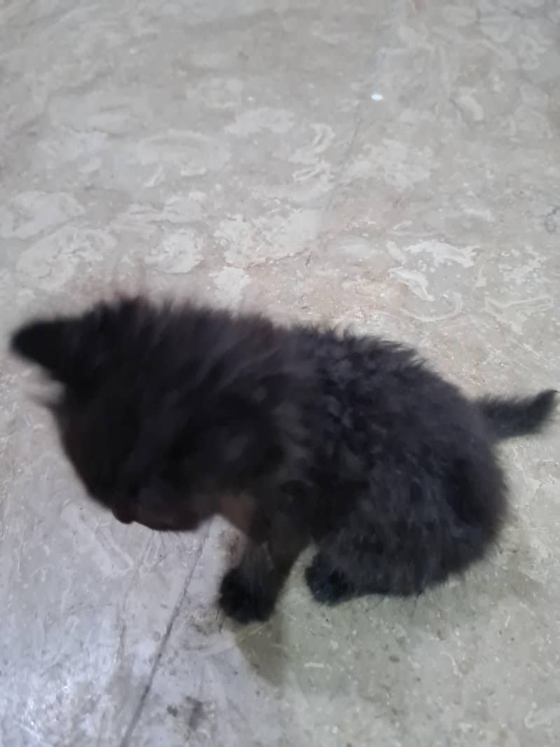 persian kitten 1
