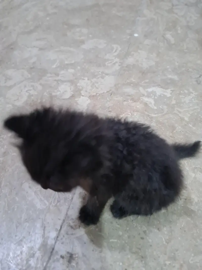 persian kitten — photo 2